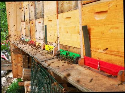 Bild 2:Bio Bienen, Kehrschwärme, Ableger, Carnica, Bio zertifiziert