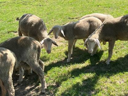 Bild 4:Reinrassige Merinojungschafe