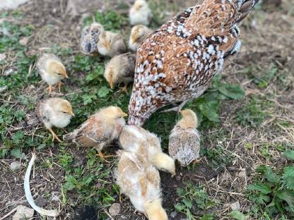 Bild 6:Steinhühner, Steinpipel, Stoapiperl