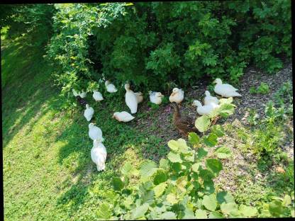 Bild 4:Zwergenten ausverkauft, Reservierungen für 2026 möglich