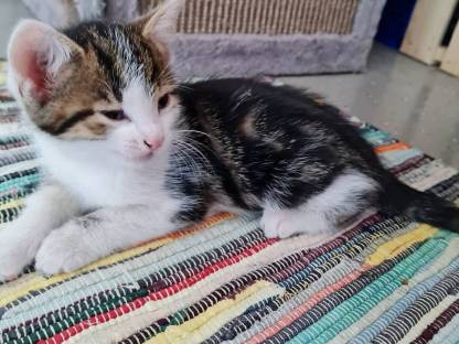 Süße Babykatze