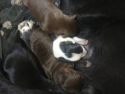 Reinrassige Border Collie Welpen zu verkaufen