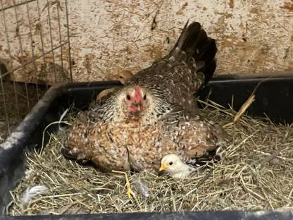 Bild 3:Steinhühner, Steinpipel, Stoapiperl