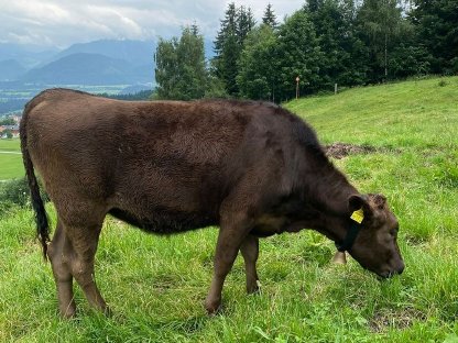 Bild 3:Wagyu Kalb/Jährling 100% Vollblut Herdebuch A/SNP-Typisierung