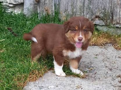 Australian sheperd