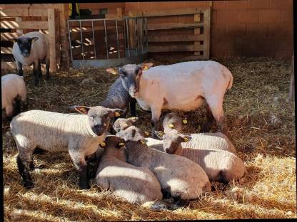 Bild 3:Shropshire-Lämmer männlich