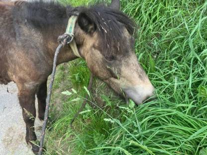 Verkaufe Ponyhengst
