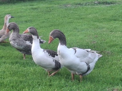 Gänse