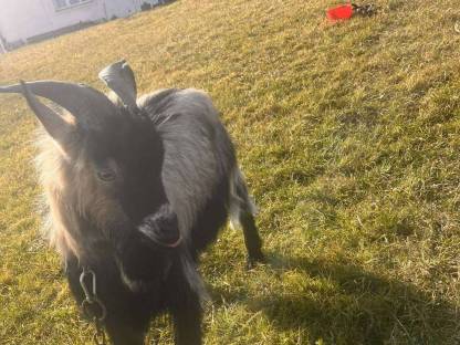 Bild 2:Verkaufe oder tausche Zwergziegenbock