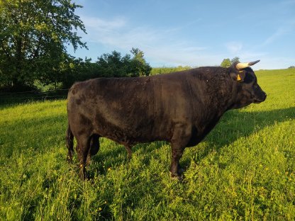 Bild 2:Dexter Kuhkalb