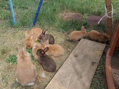 Löwenkopf Kaninchen