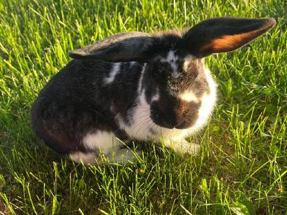 Bild 3:Viele Hasen abzugeben