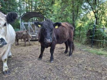 Bild 4:Galloway Kälber und Stierkälber