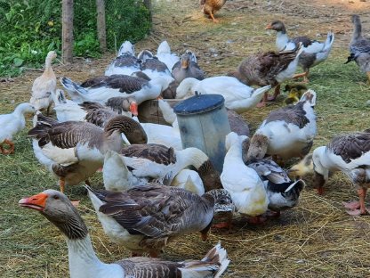 Bild 2:Weidegänse, Pekingenten (deutsch, amerik.), Landenten