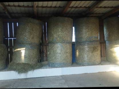 Bild 3:Pferdeheu von Naturschutzflächen