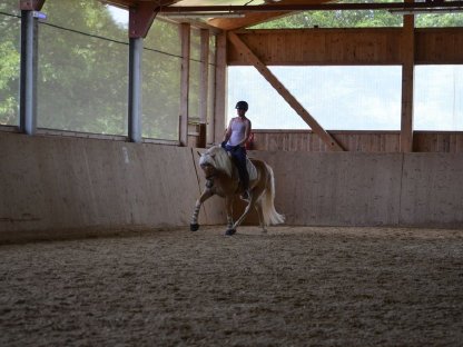 Bild 6:Vierjähriger Haflingerwallach