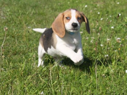 Beagle Rüde mit Schönheitsfehler sucht Traumzuhause