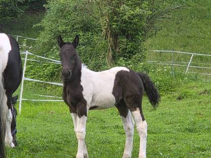 Scheck Hengstfohlen