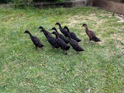 Bild 2:Junge Laufenten, Schneckenfresser, Enten