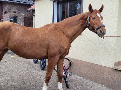 Bild 2:Hannoveraner Stute geritten