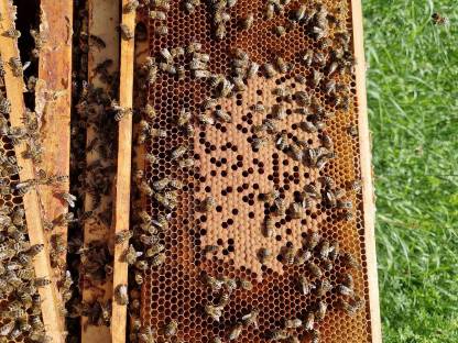 Bild 3:Bienen EHM Carnica Warmbau Schwarm 2025