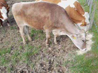 Brown Swiss Kalbin