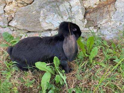 Bild 2:Deutscher Widderrammler