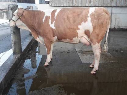 Bild 3:Bio FL-RF-Erstlingskühe aus Aufzuchtbetrieb