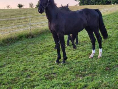 SW polnische Warmblut Stute Schlesier