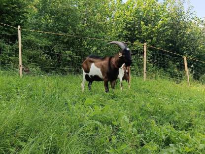 Steirischer Scheckenbock