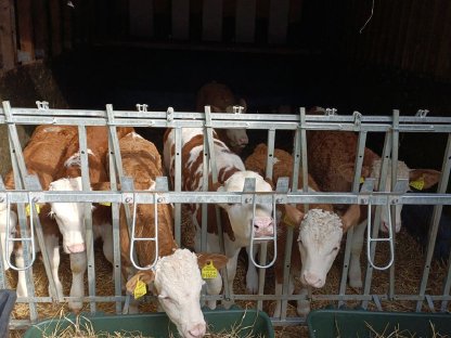 Bild 3:Verkaufe männliche Fresser