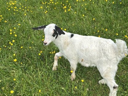 Bild 2:Wunderhübsche Jungziegen