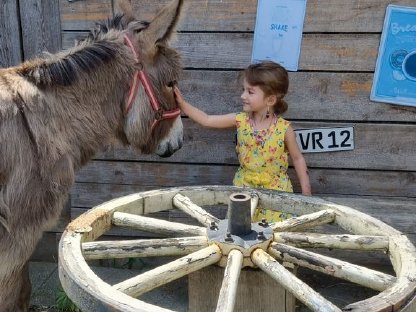 Miniesel Zwergesel Hengst total lieb sucht Almplatz