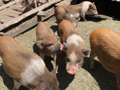 Minihängebauch-Schweine