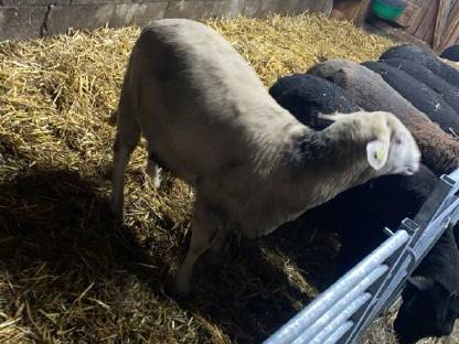Verkaufe schönen Merino-Widder