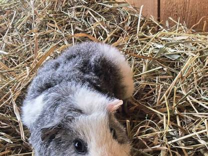Meerschweinchen