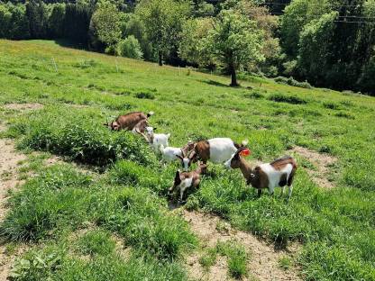 Bild 2:Steirische Scheckenziegenböcke