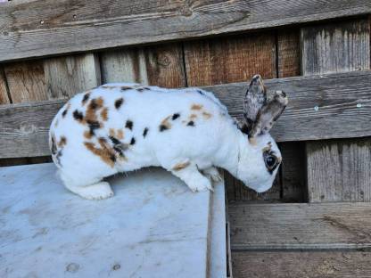 Bild 4:Rex Kaninchen Rammler