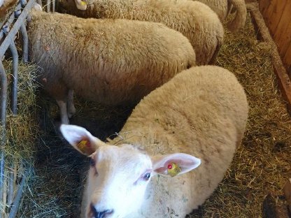 Texel Lämmer