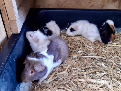 Meerschweinchenbabys