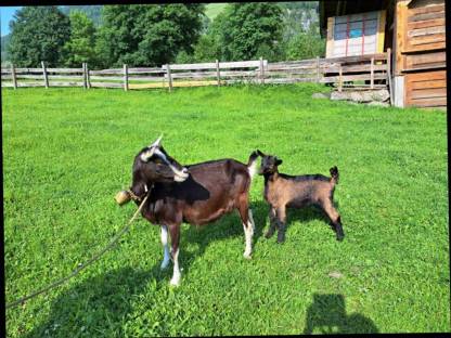 Bild 2:Kitz zu verkaufen