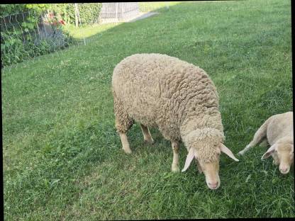Merino-Schafe