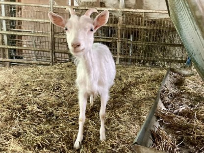 Bild 4:Zwergziegenmixe weiblich