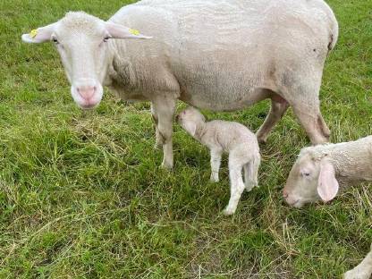 Schafherde Merino, 4 Mutterschafe mit 5 Lämmer