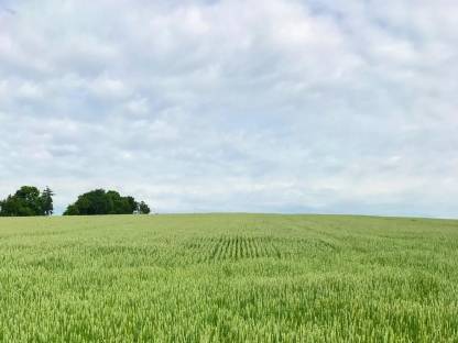 Bio Stro ab Feld