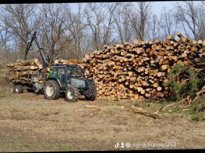 Bild 6:Holzschlägerung