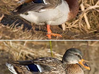 Wildenten, Stockenten