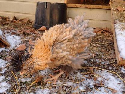 Bild 5:Weißer Hahn zu verschenken, Zwergseidenhühner, Zwergpaduaner