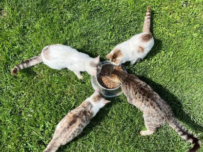 Katzen