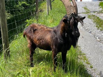 Aosta Bock